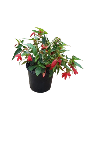 Begonia Various 17cm