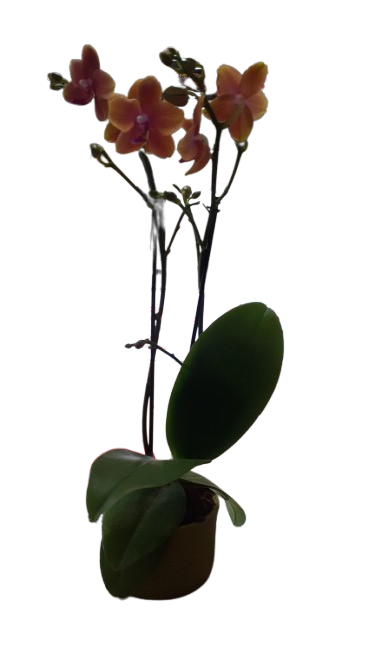 Phalaenopsis 2 stem In Green Ceramic 12cm
