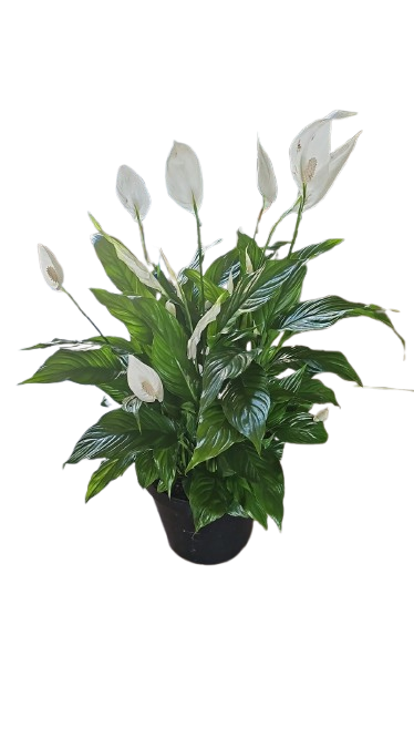 chopin peace lily Spathiphyllum wallisii 'Chopin'