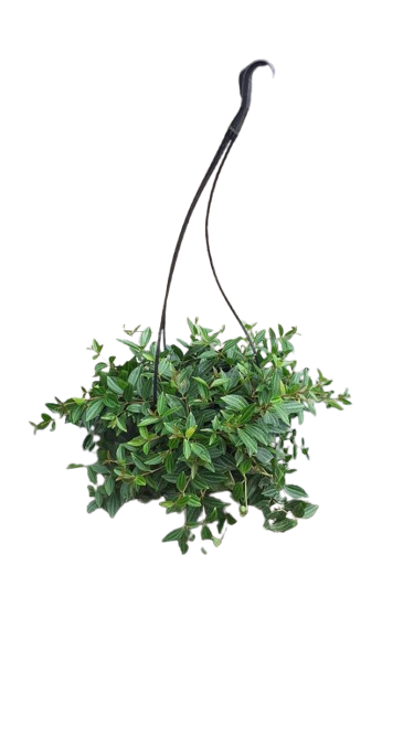 Peperomia Angulata 16.5cm Hanging Basket