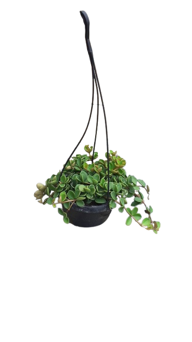 Peperomia Hope 16cm Hanging Basket
