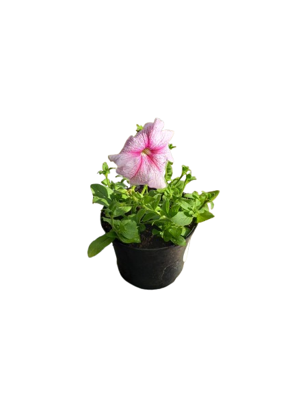 Petunia 17cm Various Colours