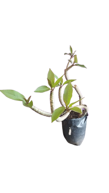 Plumeria- Various Colours 20L