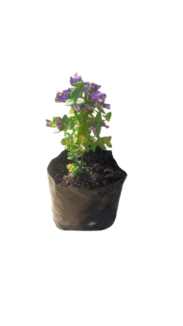 Polygala (4L)