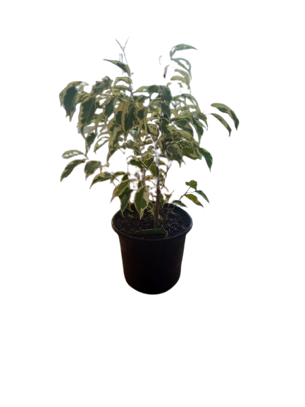 Ficus Profit/Starlight 17cm
