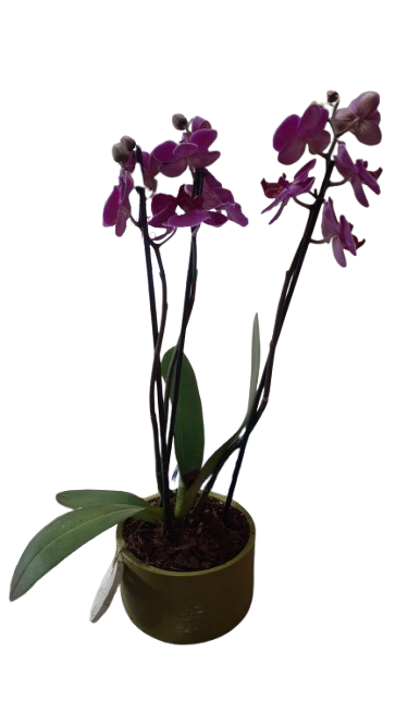 Phalaenopsis 2 stem In Green Ceramic 12cm