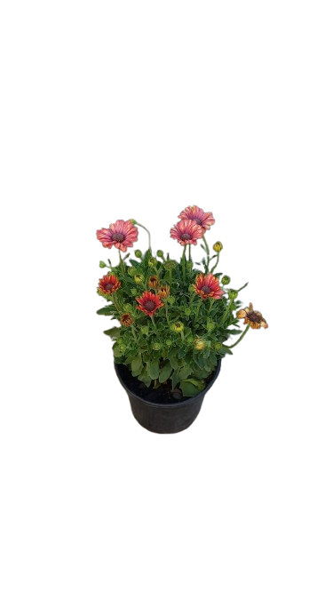 Osteospermum Serenity assorted 17cm