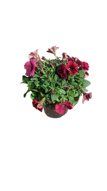 Petunia Assorted 15cm