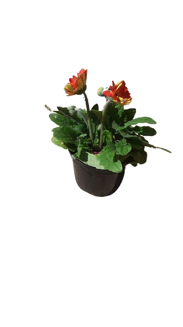 Gerbera Revolution Various 15cm