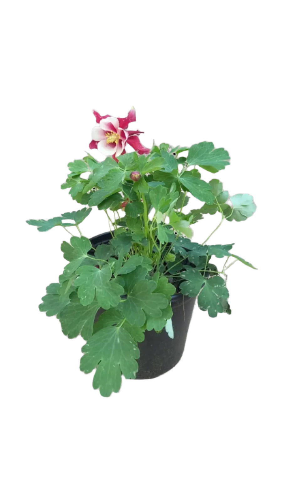 Aquilegia Earlybird Various 17cm