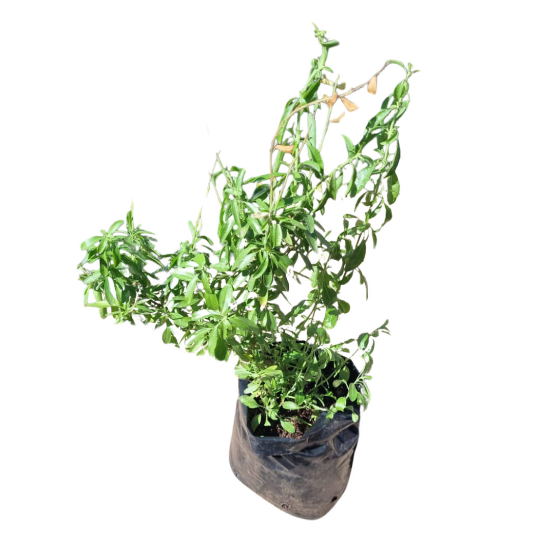 Salvia White 4L