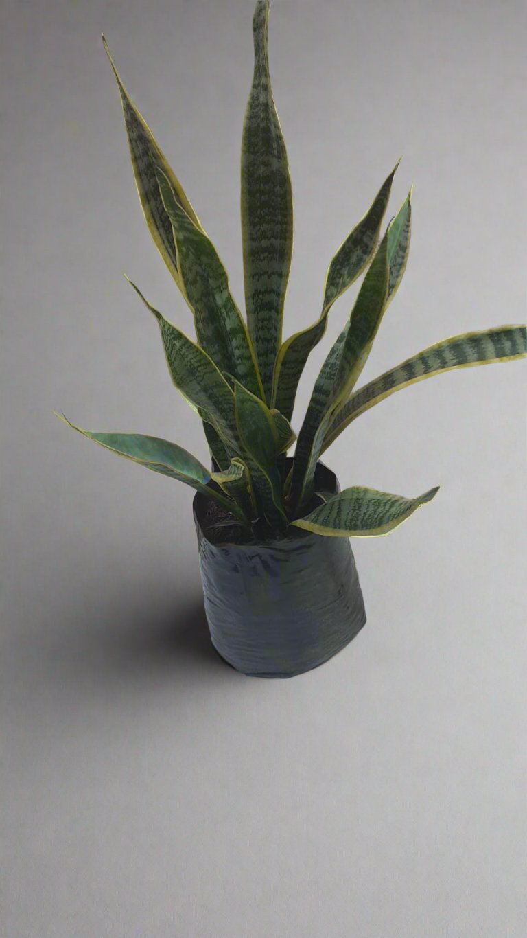 Sansveria Yellow & Green 10L