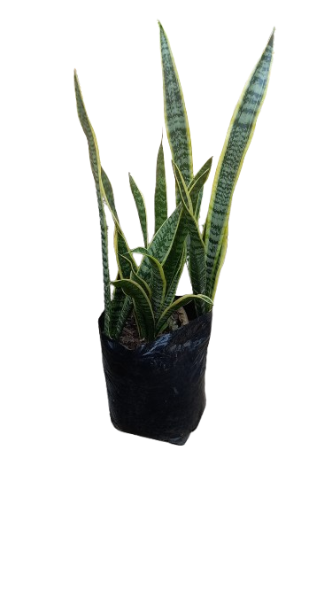 Sansevieria Green And Yellow 10L