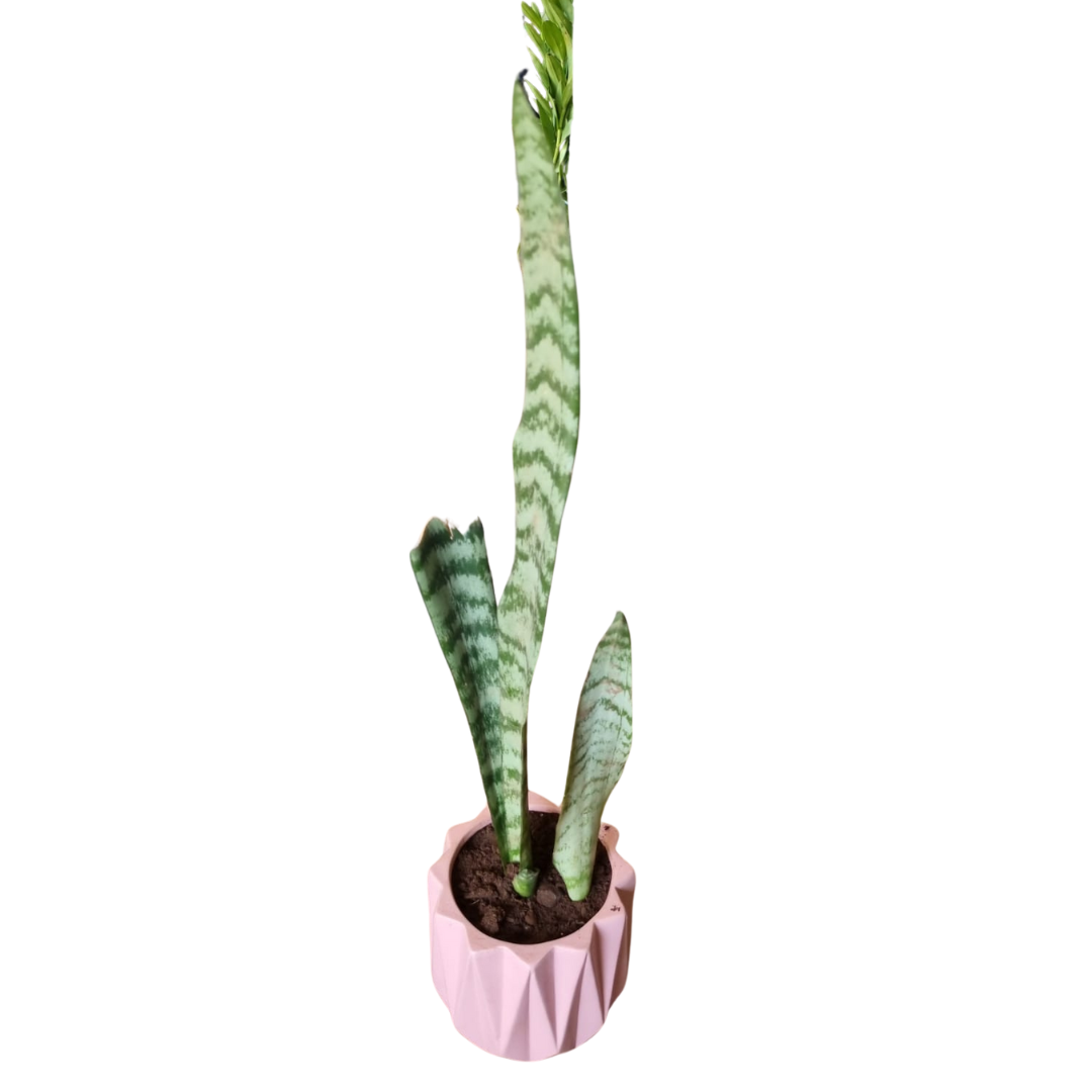 Sansevieria in a pink F-pot