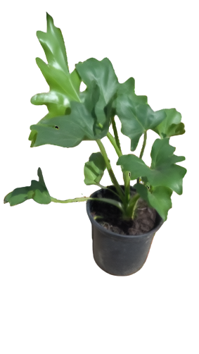 Philo Selloum 15cm