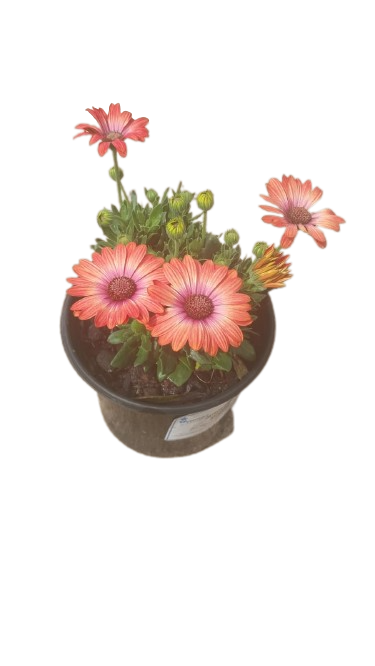 Osteospermum Serenity assorted 17cm