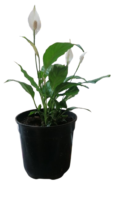 Spathiphyllum wallisii 'Chopin' (peace lily) 19cm