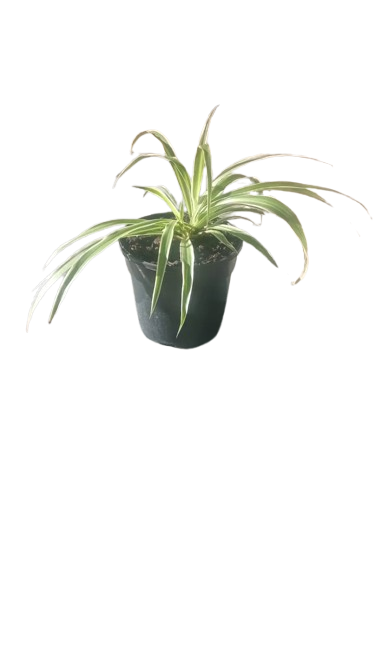 Chlorophytum Comosum (Spider Plant) 14cm