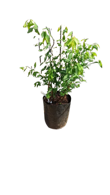 spiraea cantoniensis Flora Plena 10L