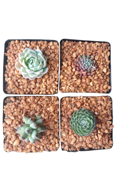 Decorative Square Succulent 10cm