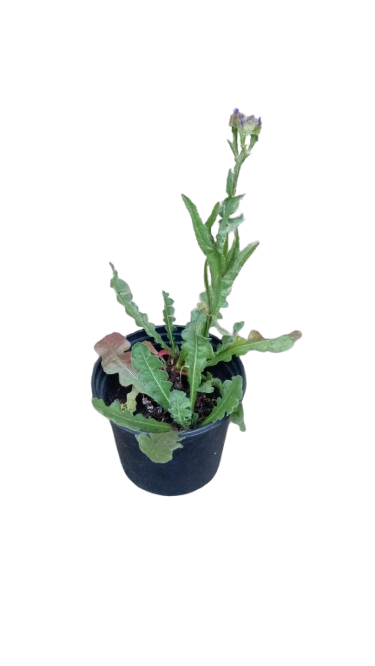 Statice Qis - Dark Blue Pots