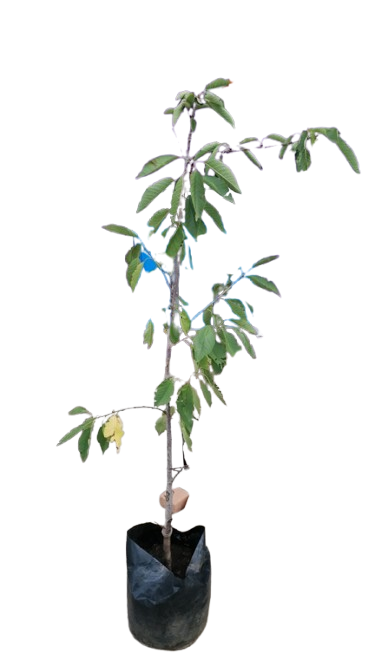 Cherry Tree Various Types And Sizes