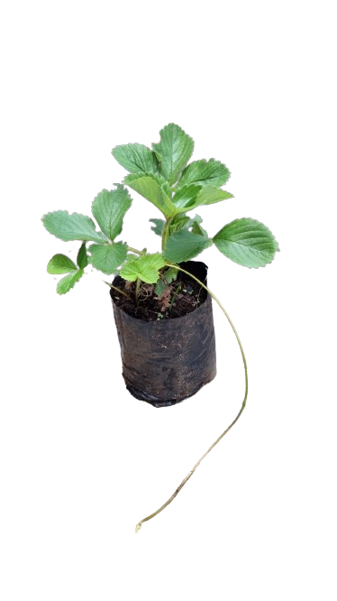 Strawberry 1.5L