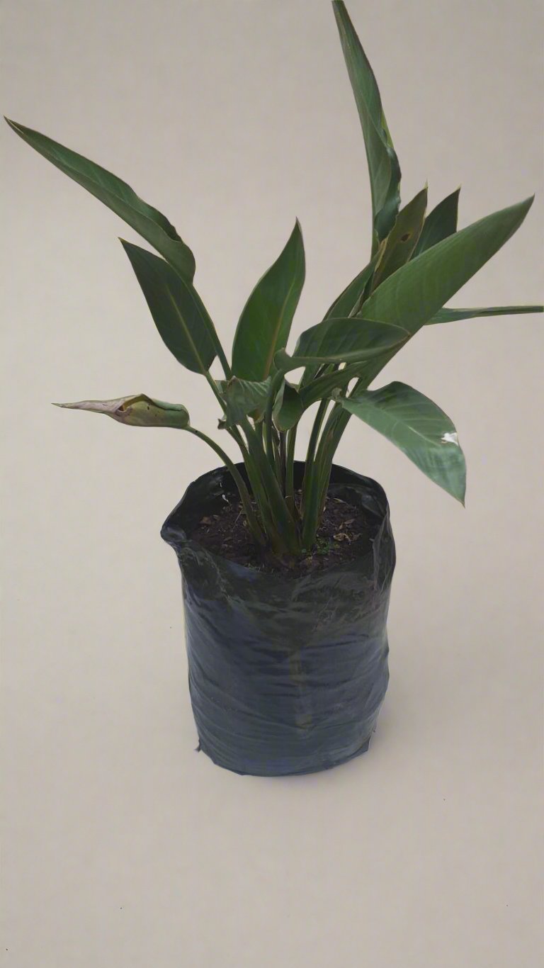 Strelitzia Reginia 20L