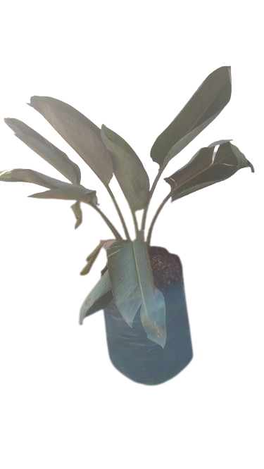 Strelitzia reginae - 20L