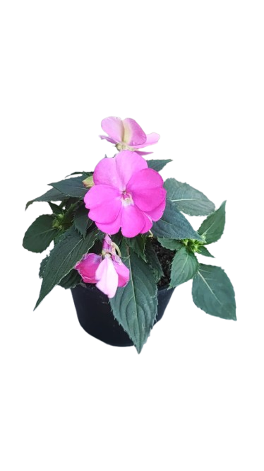 Impatiens 'Sunpatiens' - 15cm