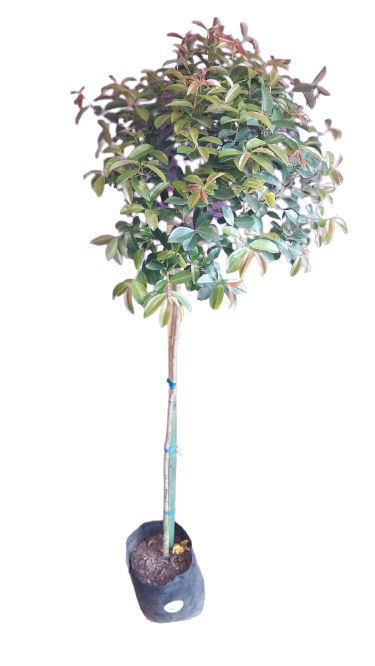 Syzygium paniculatum - 10L STD