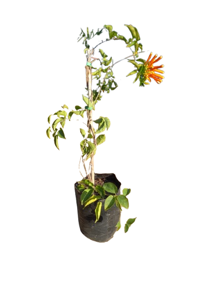 Tecomaria 5l Staked (Orange)