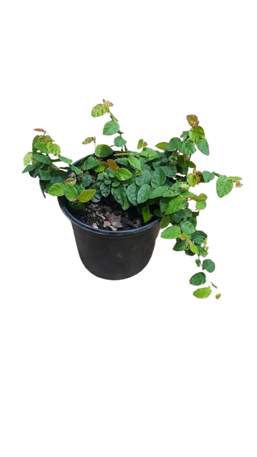 Ficus Pumila (Tickey Creeper) 15cm