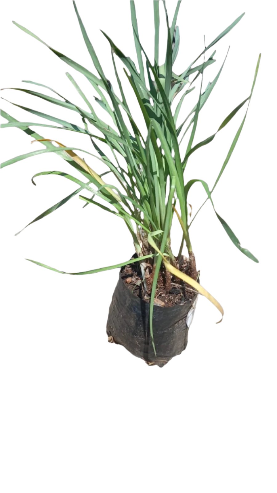 Tulbaghia Violacea 2L