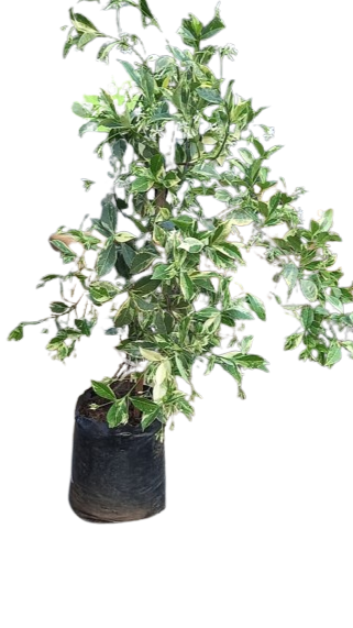Tachelospermum Varigated 6L