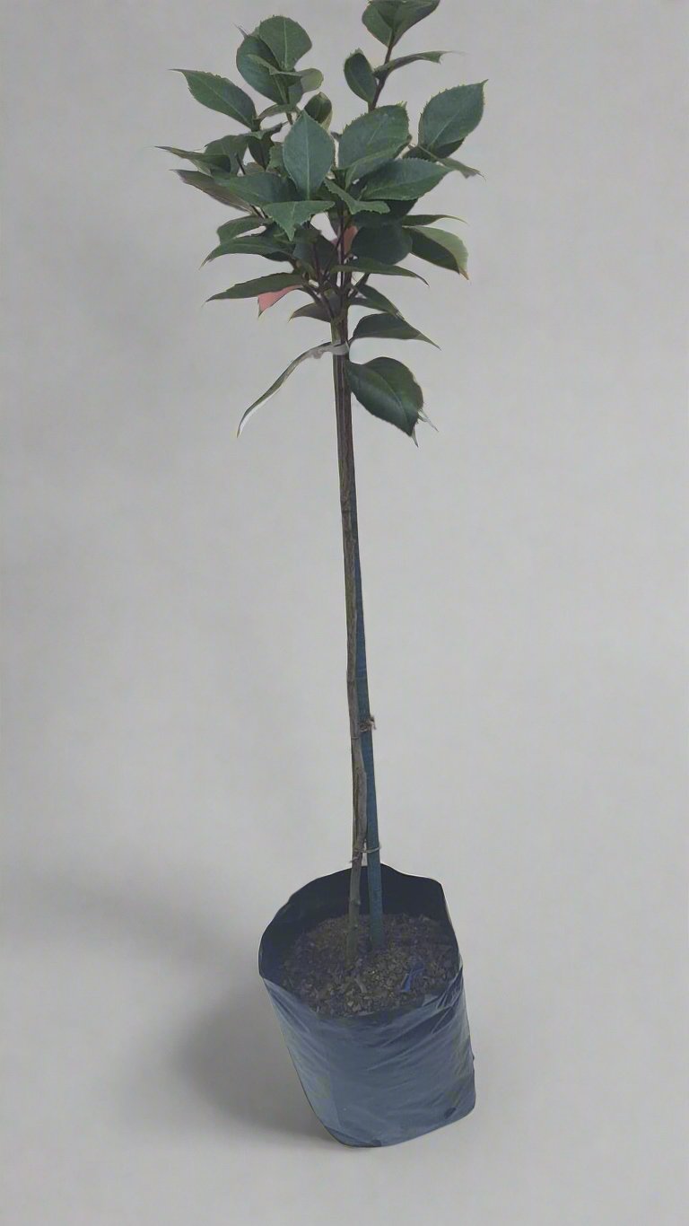 Camelia Various Std 10L