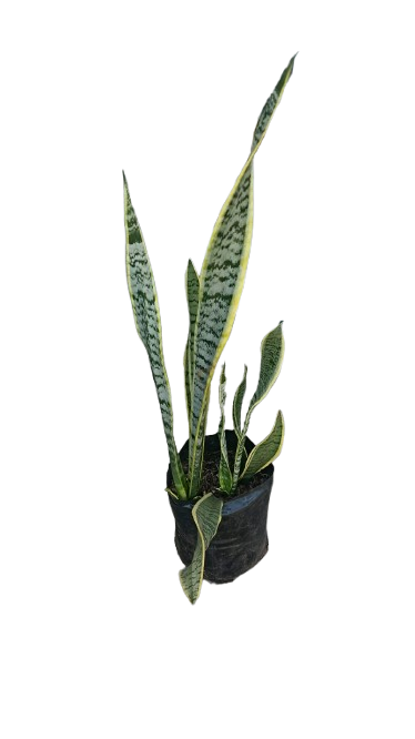 Sansevieria Green And Yellow 10L
