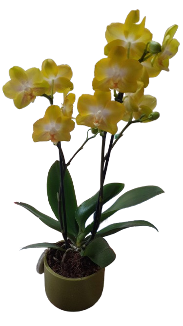 Phalaenopsis 2 stem In Green Ceramic 12cm