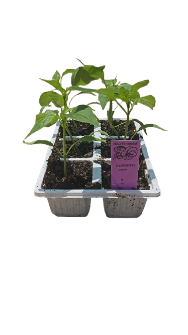 Sweet Yellow Pepper - 6 Pack Seedling Tray