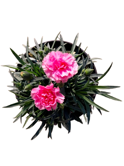 Dianthus 'I Love You' 12cm