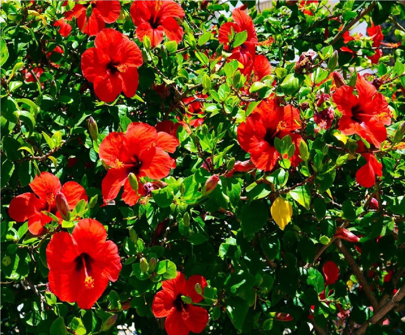 Hibiscus Assorted - 5L