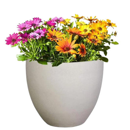 Egg Plant Pot