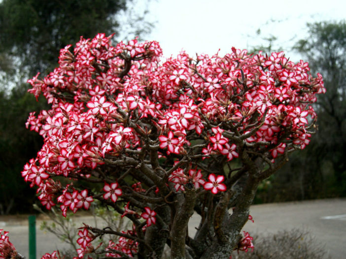 Adenium Obesum var. Multiflorum - Impala Lily 20L