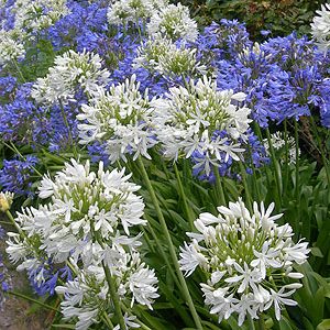 Agapanthus Blue Giant - 4L
