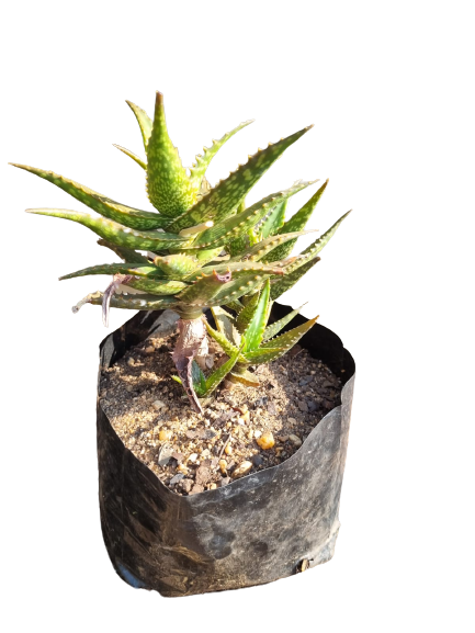 Aloe X Jacunda + Andongensis Hybrid 2.5L