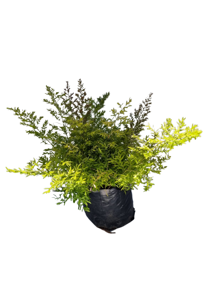 Asparagus Cwebe - 2.5L