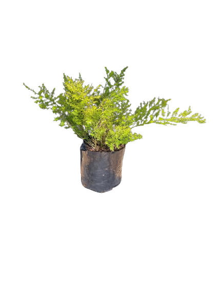 Asparagus Myers (Meyesii) 10L