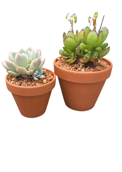 Assorted Succulents in Terracotta Pots - Various Sizes
