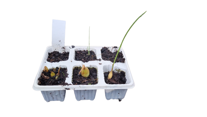 Onion Australian Brown - 6 Pack Seedling Tray