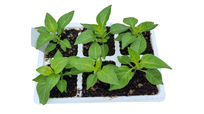 Birds Eye Hot Pepper 6 Pack Seedling Tray